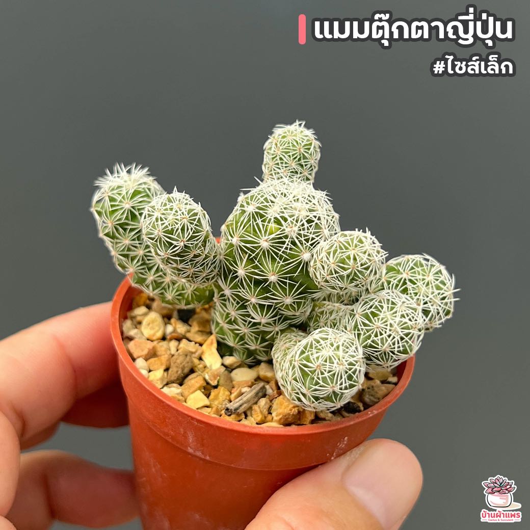 แมมตุ๊กตาญี่ปุ่น #ไซส์เล็ก แคคตัส กระบองเพชร cactus&succulent