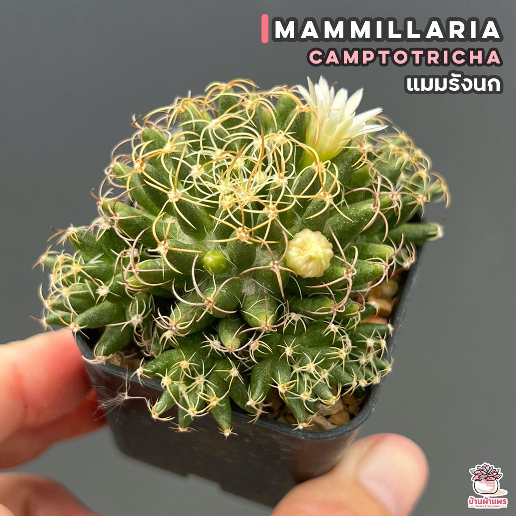 แมมรังนก Mammillaria camptotricha แคคตัส กระบองเพชร cactus&succulent