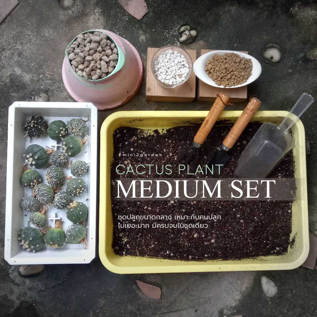 ชุดปลูก กระบองเพชร (CACTUS) MEDIUM SET (ขนาดกลาง)
