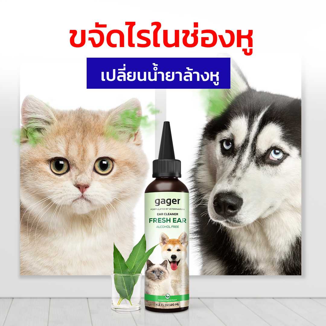 (120ml) gager น้ำยาเช็ดหูแมว/หมา โลชั่นทำความสะอาดหู สำหรับสัตว์เลี้ยง ช่วยลดกลิ่น ป้องกันไรหู