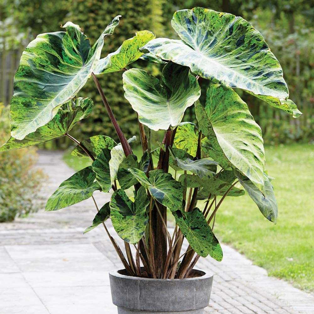 บอนน้ำ Colocasia Mojito