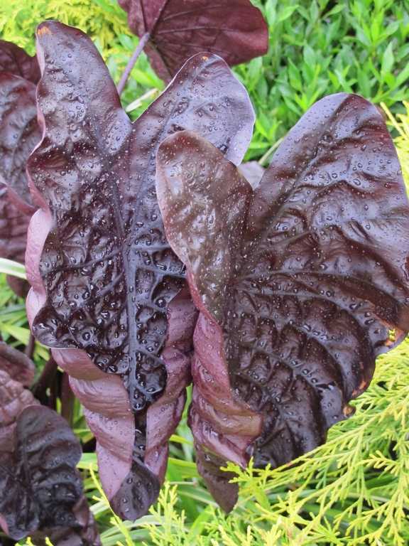 บอนน้ำ Colocasia Black Ripple