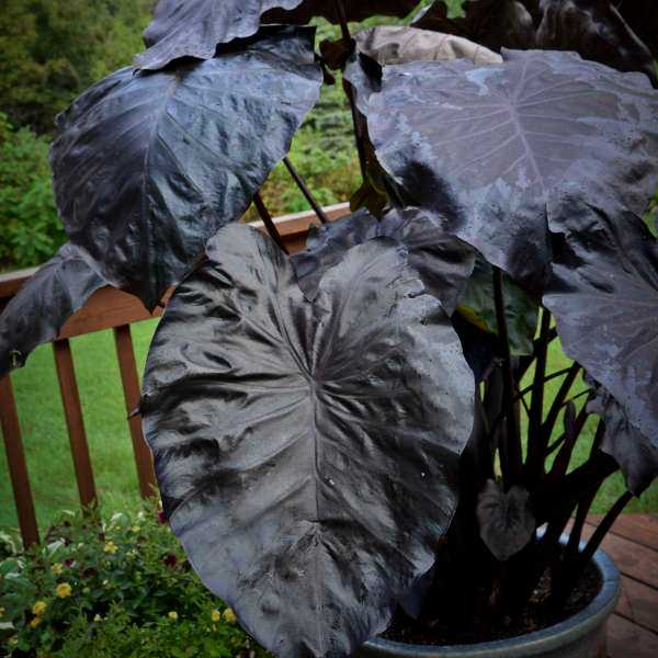 บอนน้ำ Colocasia Black Coral