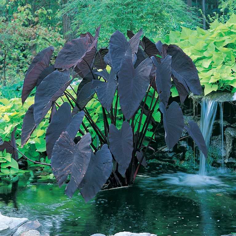 บอนน้ำ Colocasia Black Magic