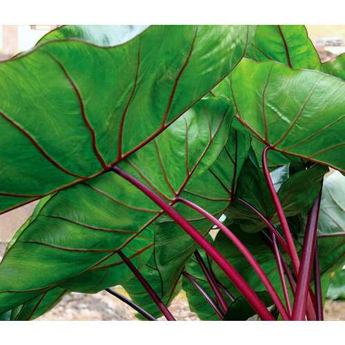 บอนน้ำ Colocasia  Hawaiian Punch