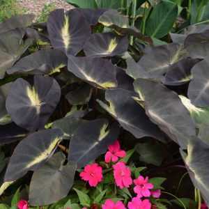บอนน้ำ Colocasia Tropical Storm