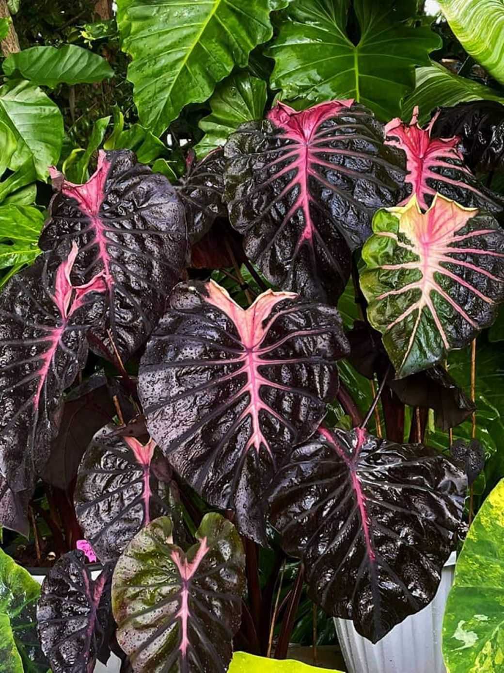 บอนน้ำ Colocasia Psylocke