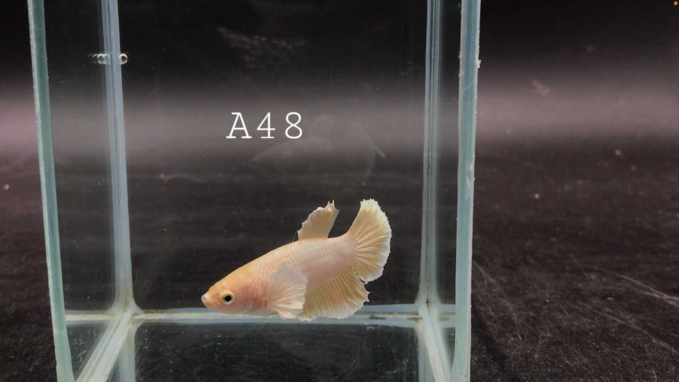 Dumbo HM Gold (Female) - ปลากัดหูช้างหางยาว สีทอง เพศเมีย (A48)
