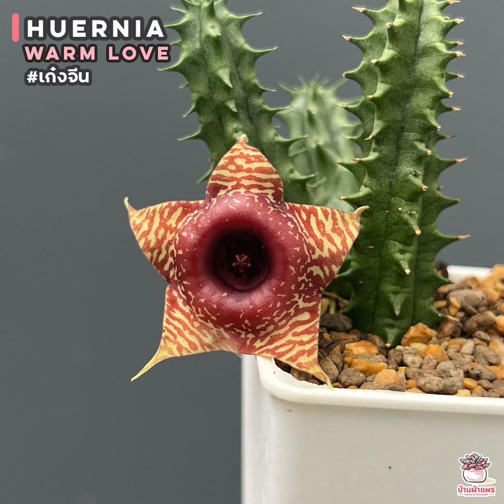 เก๋งจีน Huernia Warm Love แคคตัส กระบองเพชร cactus&succulent