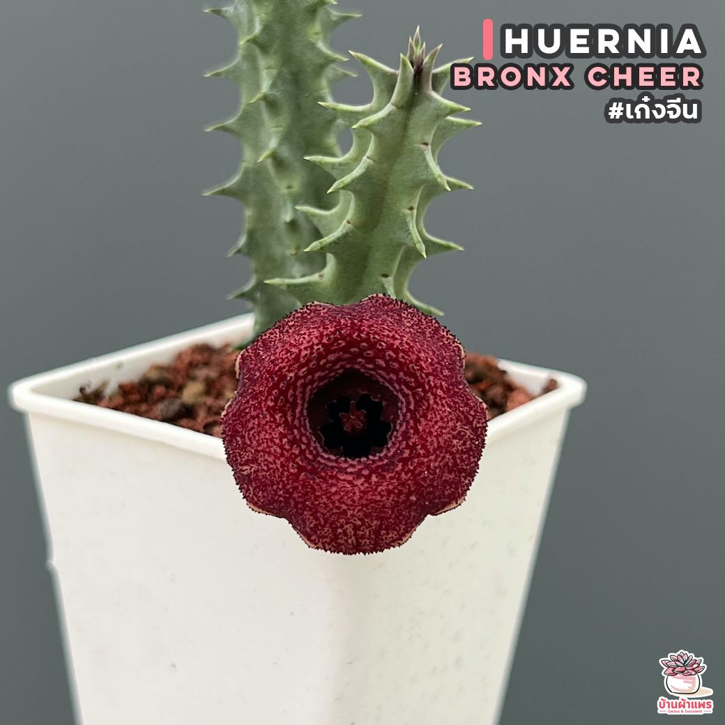 เก๋งจีน Huernia Bronx Cheer แคคตัส กระบองเพชร cactus&succulent