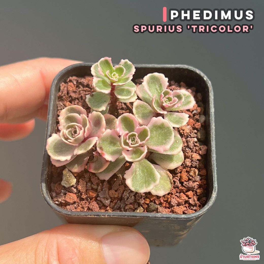 Phedimus Spurius 'Tricolor' ไม้อวบน้ำ กุหลาบหิน Cactus&Succulent