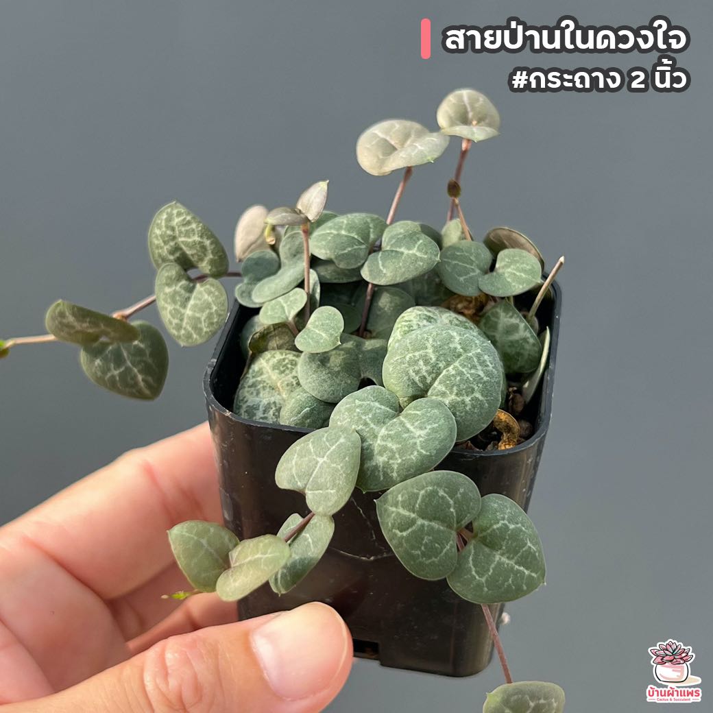 สายป่านในดวงใจ #กระถาง 2 นิ้ว แคคตัส กระบองเพชร cactus&succulent