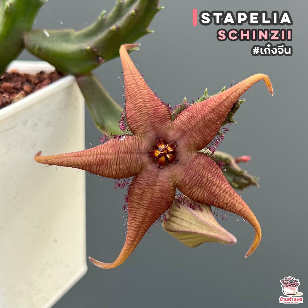 เก๋งจีน Stapelia schinzii แคคตัส กระบองเพชร cactus&succulent