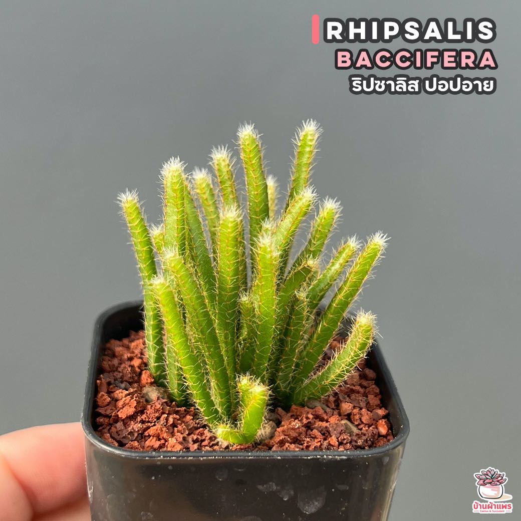 ริปซาลิส ปอปอาย Rhipsalis Baccifera กุหลาบหิน cactus&succulentหลากหลายสายพันธุ์