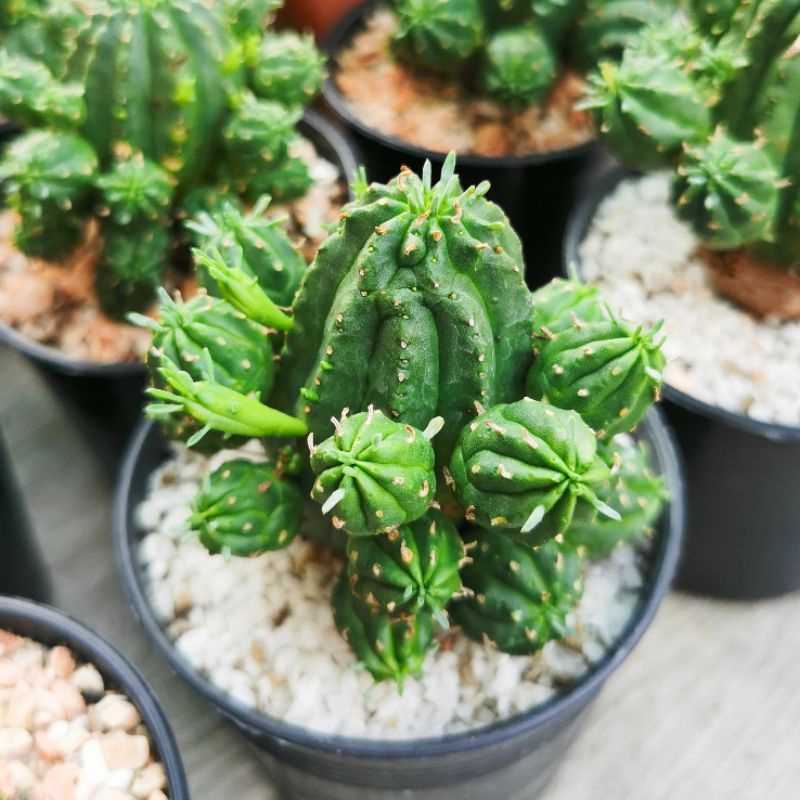 Euphorbia aggregata ยูโฟเบีย อะกรีกาตา ขนาด 5-7 cm.