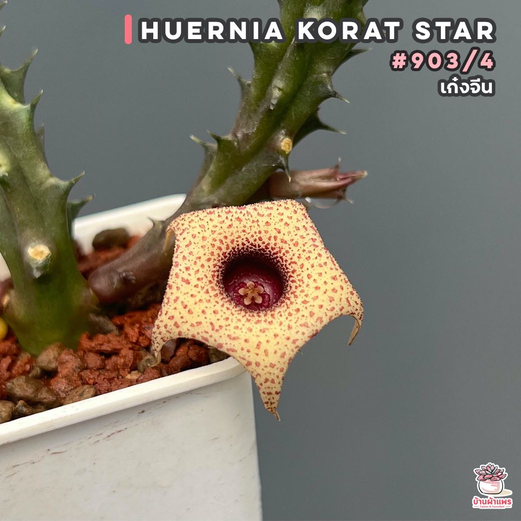 เก๋งจีน Huernia Korat star #903/4 แคคตัส กระบองเพชร cactus&succulent