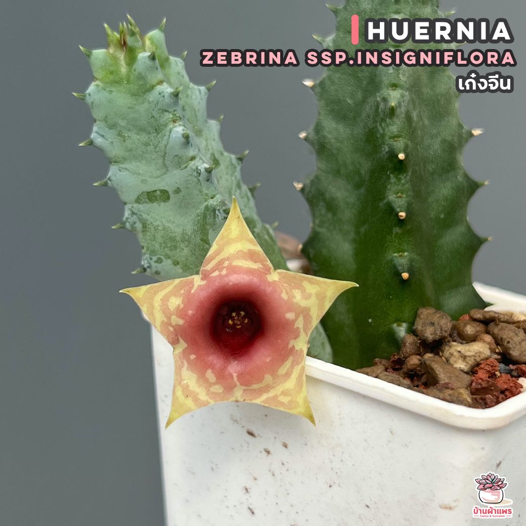 เก๋งจีน Huernia Zebrina ssp.insigniflora แคคตัส กระบองเพชร cactus&succulent