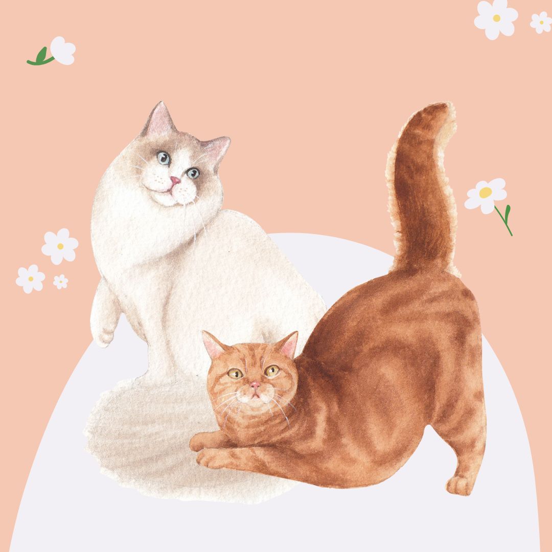 An Image