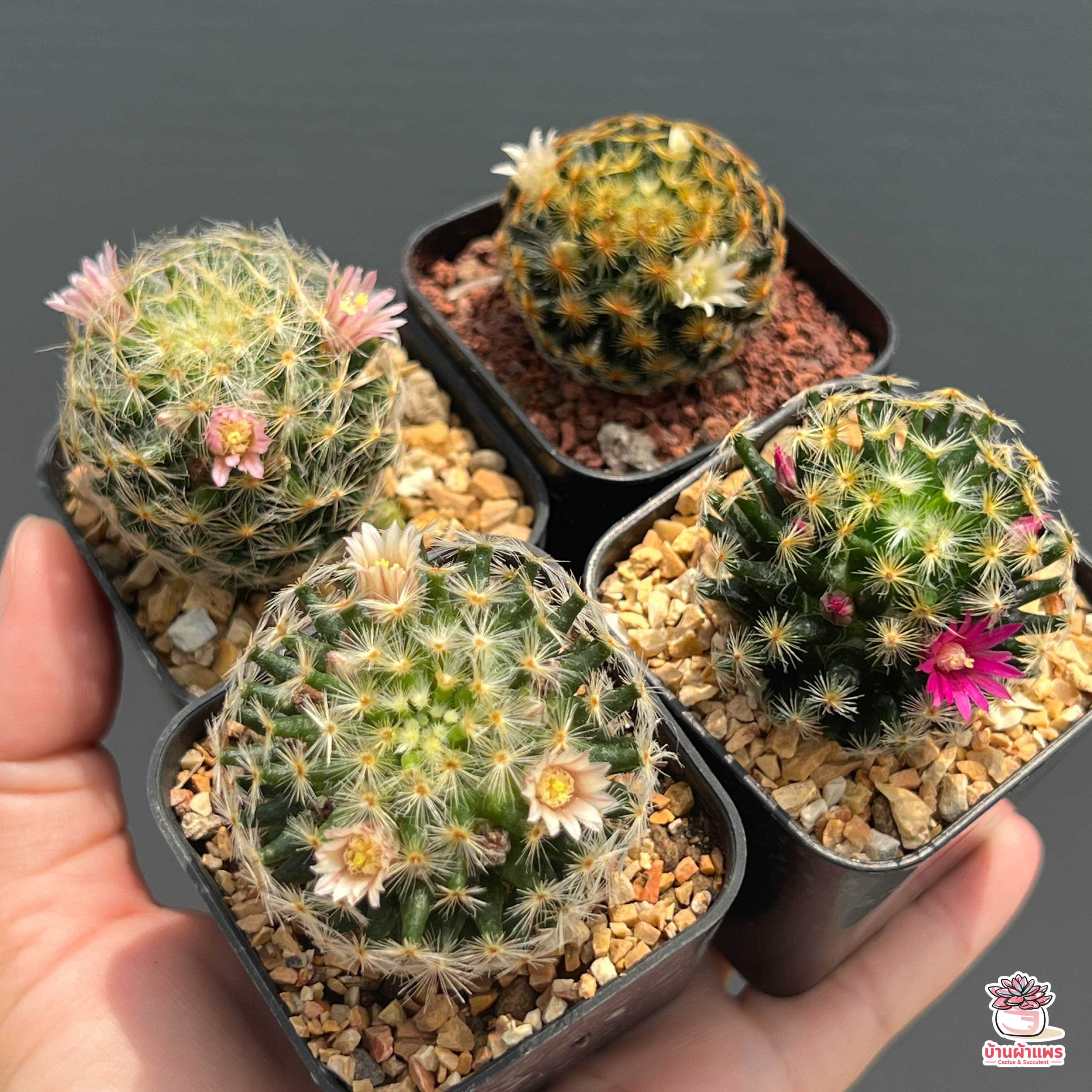ขนนกเหลือง Mammillaria Schiedeana กระบองเพชร แคคตัส ไม้อวบน้ำ cactus&succulent