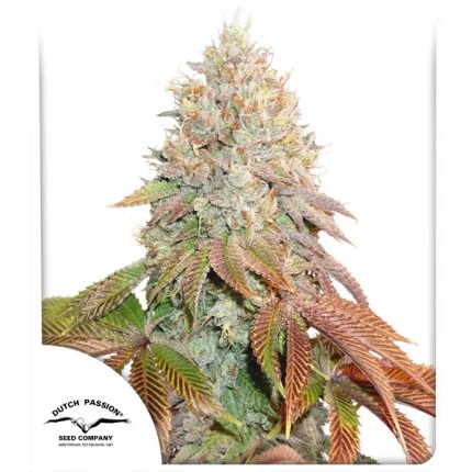 เมล็ด Banana Blaze Auto (ออโต้)
