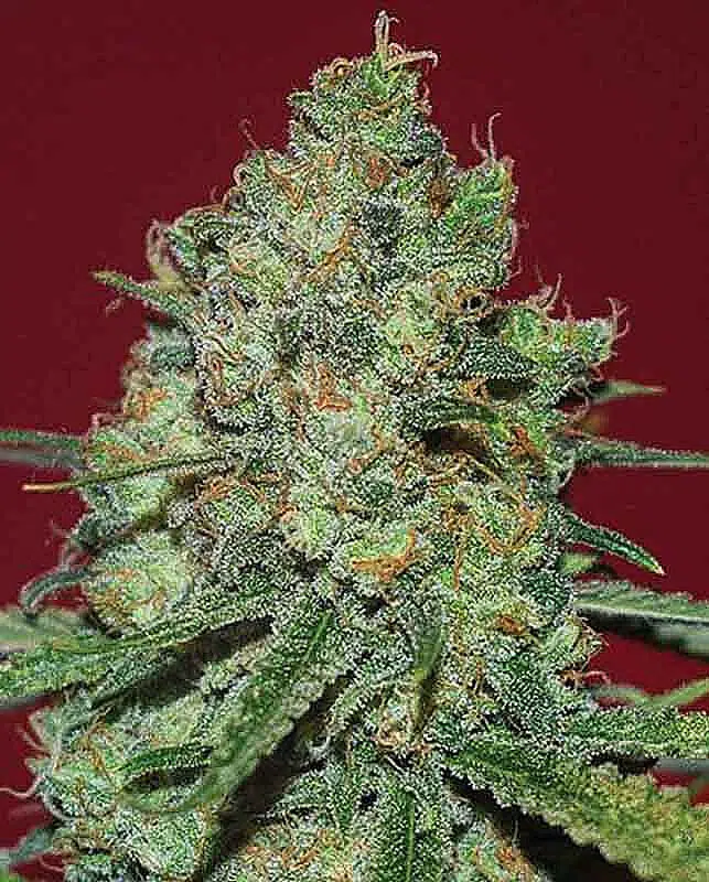 เมล็ด Clinical White CBD (โฟโต้)