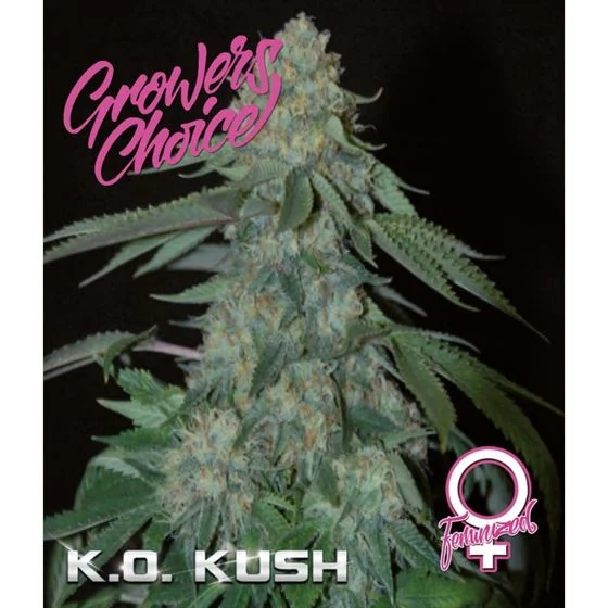 เมล็ด KO Kushh (โฟโต้)