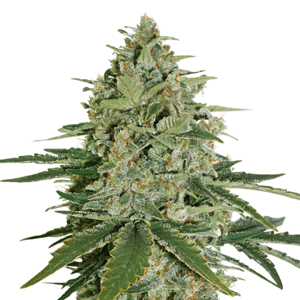 เมล็ด Super Skunk (โฟโต้)