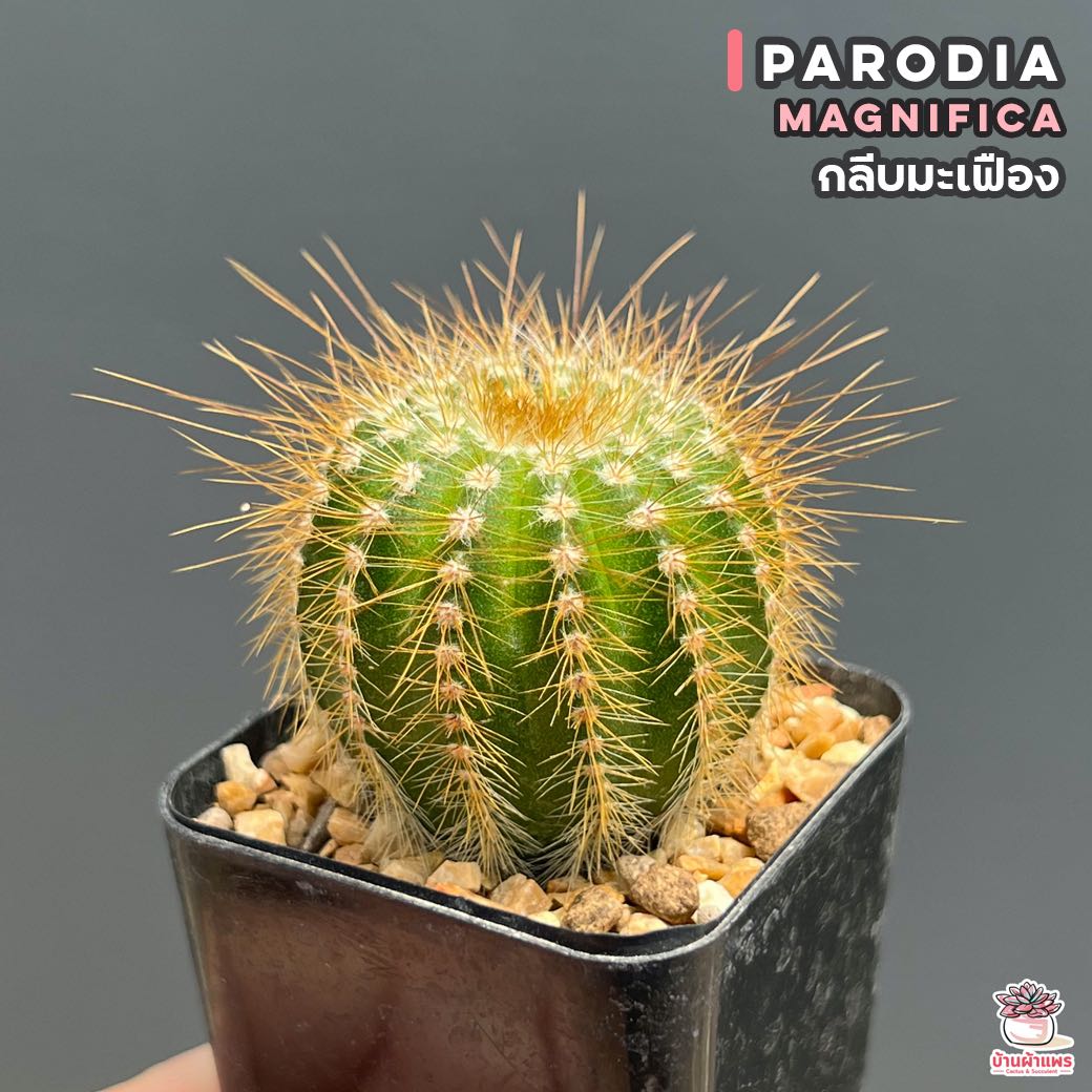 กลีบมะเฟือง Parodia Magnifica แคคตัส กระบองเพชร cactus&succulent
