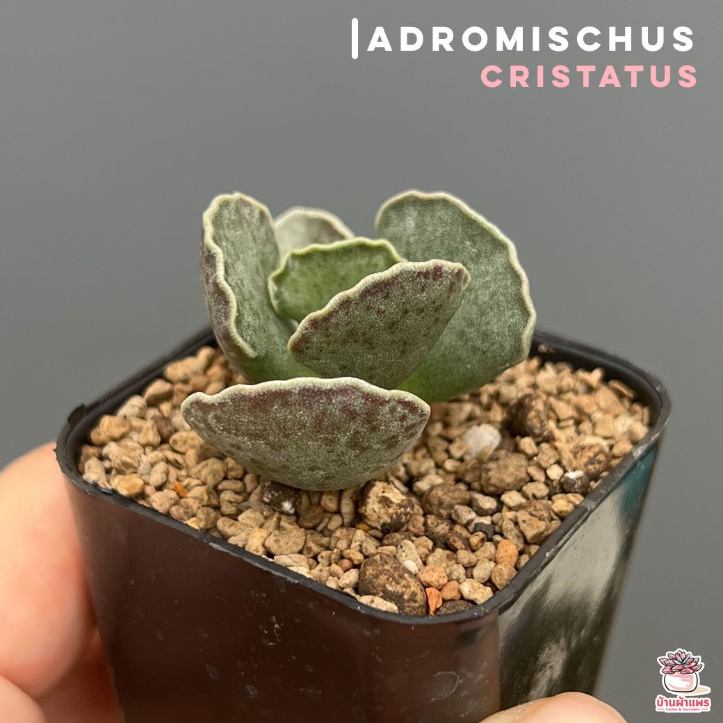 Adromischus cristatus ไม้อวบน้ำ กุหลาบหิน cactus&succulentหลากหลายสายพันธุ์