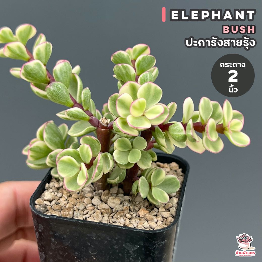 ปะการังสายรุ้ง #กระถาง2นิ้ว Elephant Bush ไม้อวบน้ำ กุหลาบหิน Cactus&Succulent