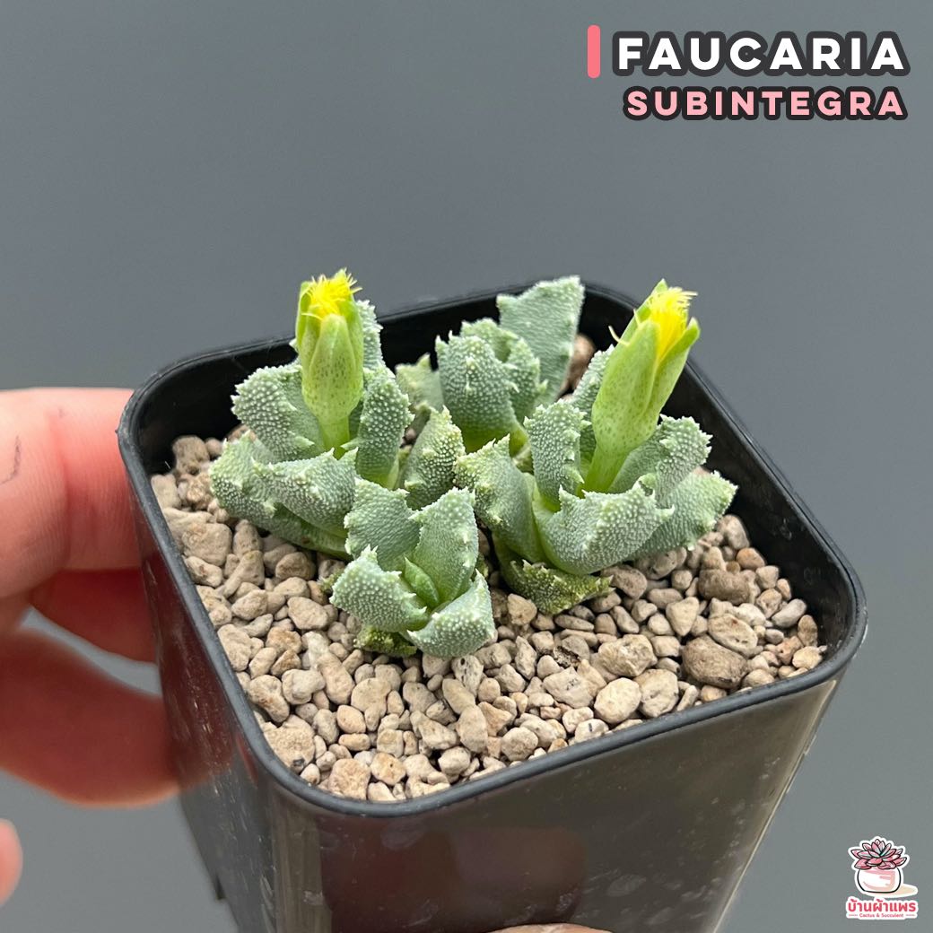 Faucaria Subintegra ไม้อวบน้ำ กุหลาบหิน แคคตัส กระบองเพชร cactus&succulent