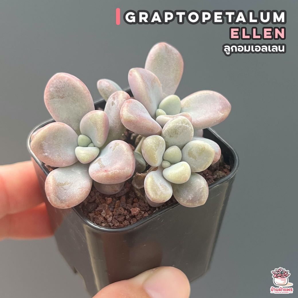 ลูกอมเอลเลน Graptopetalum Ellen ไม้อวบน้ำ กุหลาบหิน cactus&succulentหลากหลายสายพันธุ์