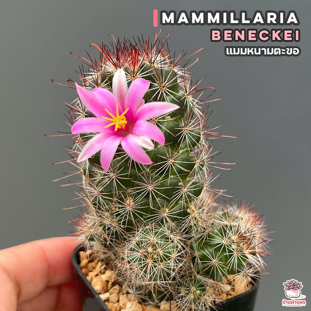 แมมหนามตะขอ Mammillaria Beneckei แคคตัส กระบองเพชร cactus&succulent