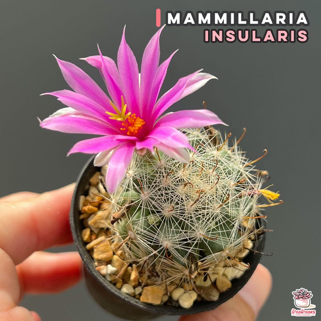 Mammillaria Insularis แคคตัส กระบองเพชร cactus&succulent