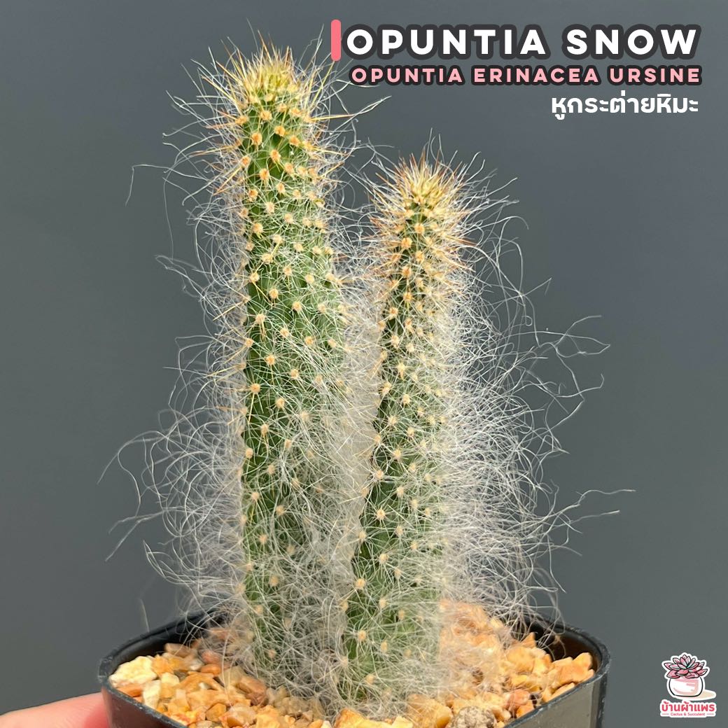 หูกระต่ายหิมะ Opuntia Snow , Opuntia erinacea ursine ไม้อวบน้ำ กุหลาบหิน cactus&succulent