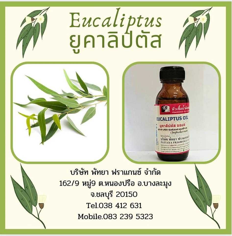 หัวเชื้อน้ำหอมกลิ่น EUCALIPTUS ยูคาลิปตัส
