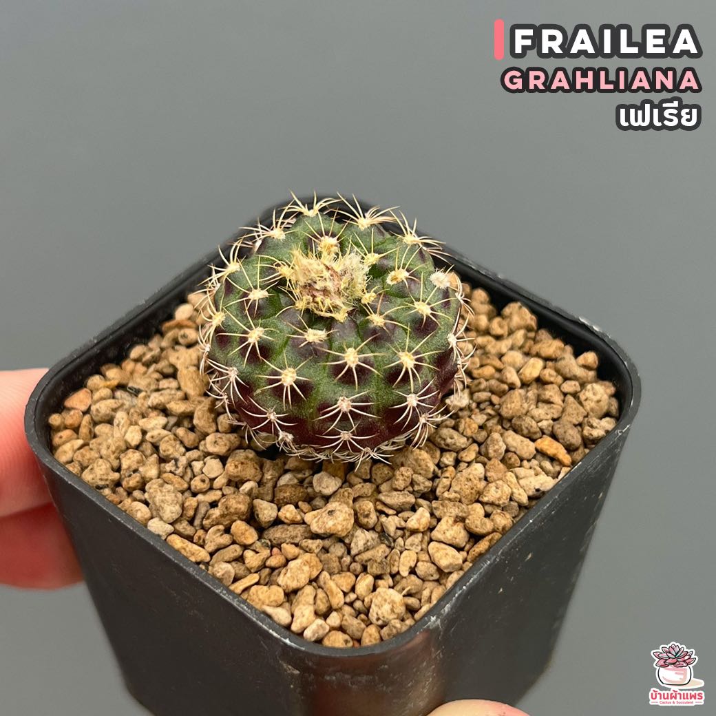 เฟเรีย Frailea Grahliana ไม้อวบน้ำ กุหลาบหิน cactus&succulent