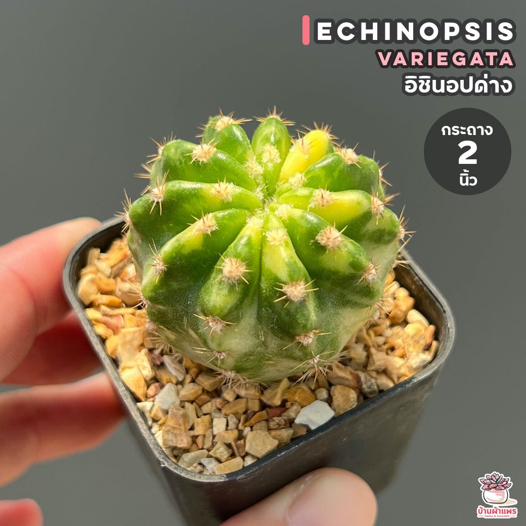 อิชินอปด่าง #กระถาง2นิ้ว Echinopsis Variegata แคคตัส กระบองเพชร cactus&succulent