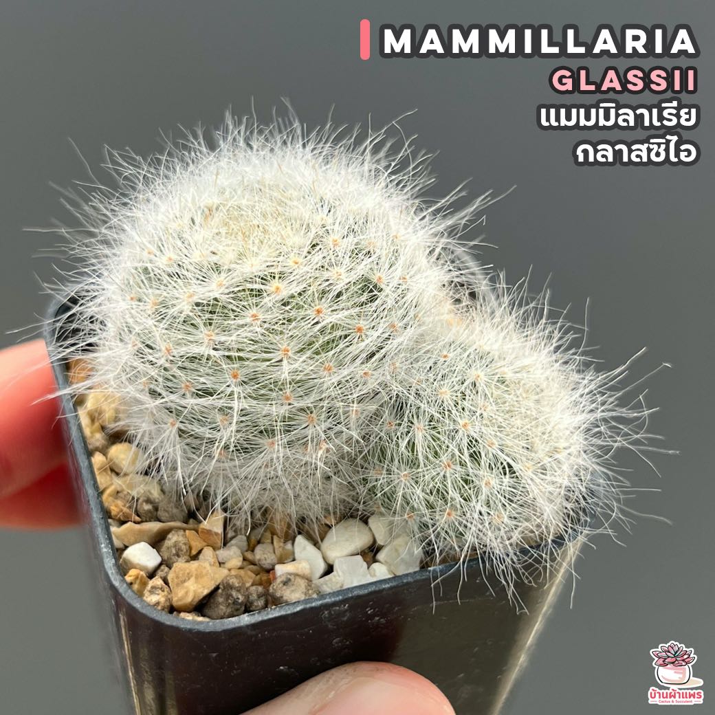 แมมมิลาเรีย กลาสซิไอ Mammillaria Glassii แคคตัส กระบองเพชร cactus&succulent