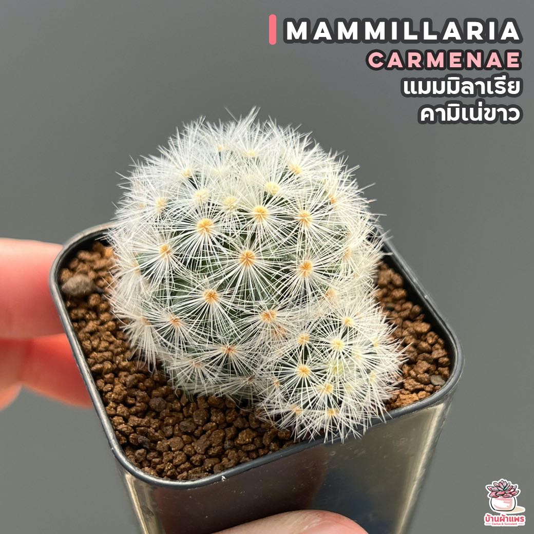 แมมมิลาเรีย คามิเน่ขาว Mammillaria carmenae แคคตัส กระบองเพชร cactus&succulent