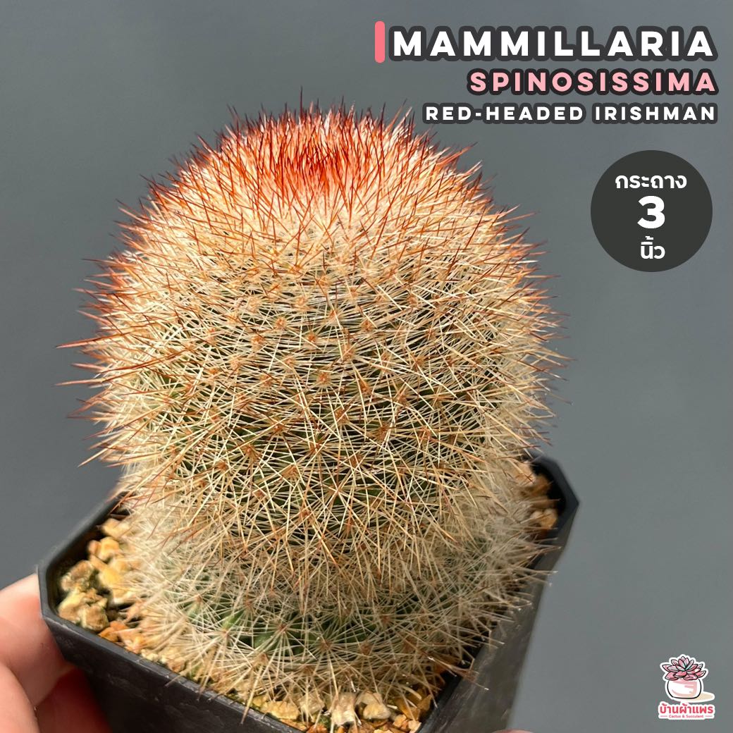 Mammillaria Spinosissima Red-Headed Irishman #กระถาง 3 นิ้ว แคคตัส กระบองเพชร cactus&succulent