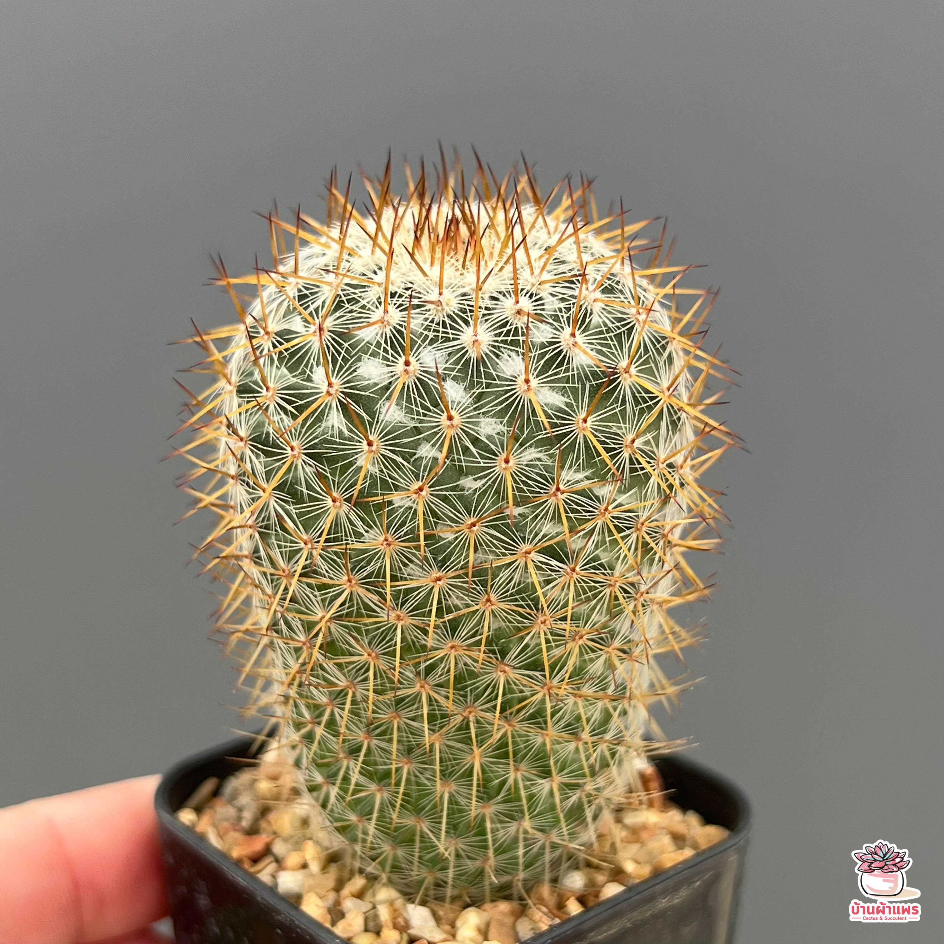 Mammillaria Columbiana แคคตัส กระบองเพชร cactus&succulent