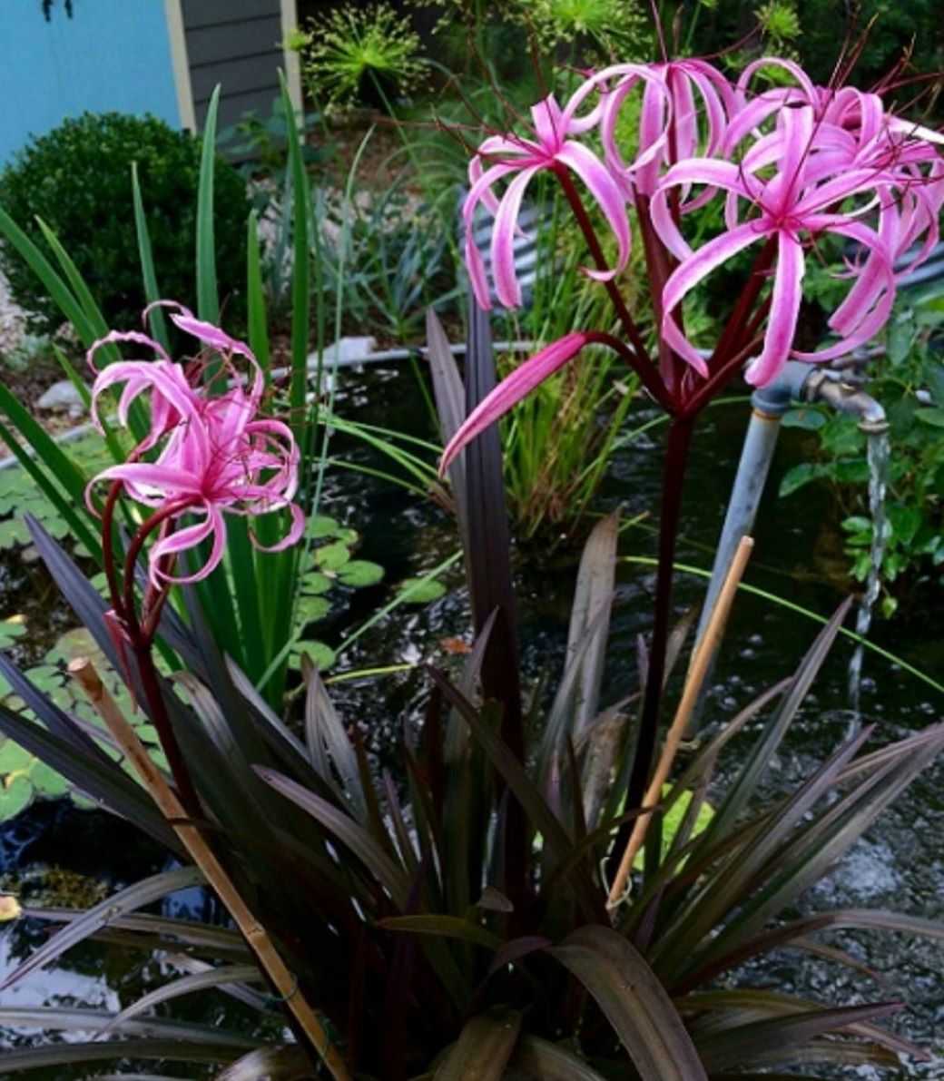 พลับพลึงน้ำ (Red Spider lily)