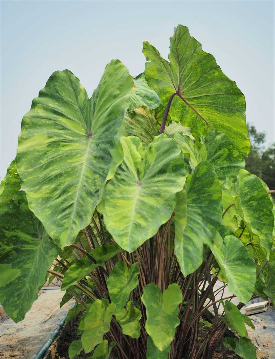 บอนน้ำ Colocasia Lemon Lime