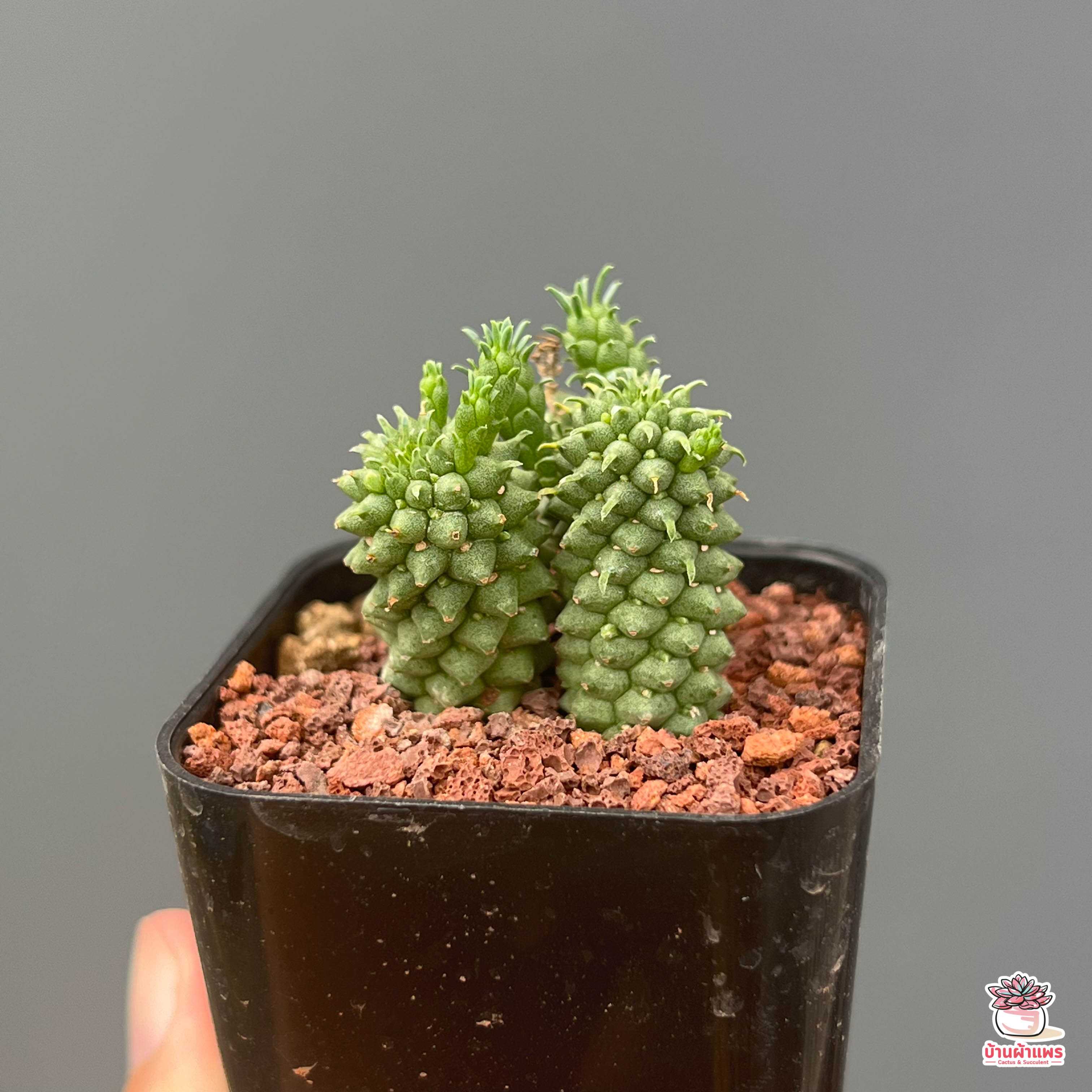 ยูโฟเบีย Euphorbia inermis แคคตัส กระบองเพชร cactus&succulent