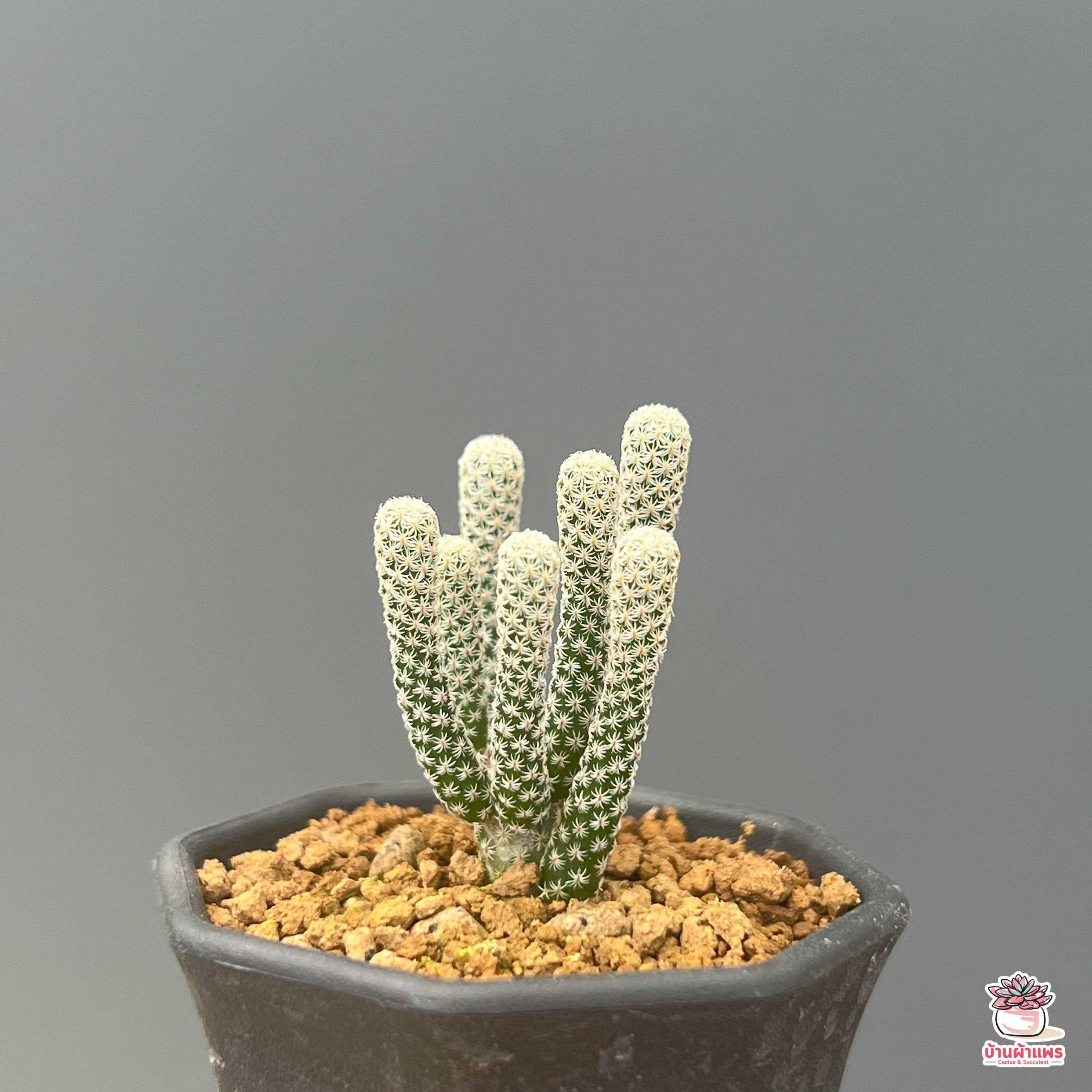 เทอร์บิเส้น Turbinicarpus Minima แคคตัส กระบองเพชร cactus&succulent