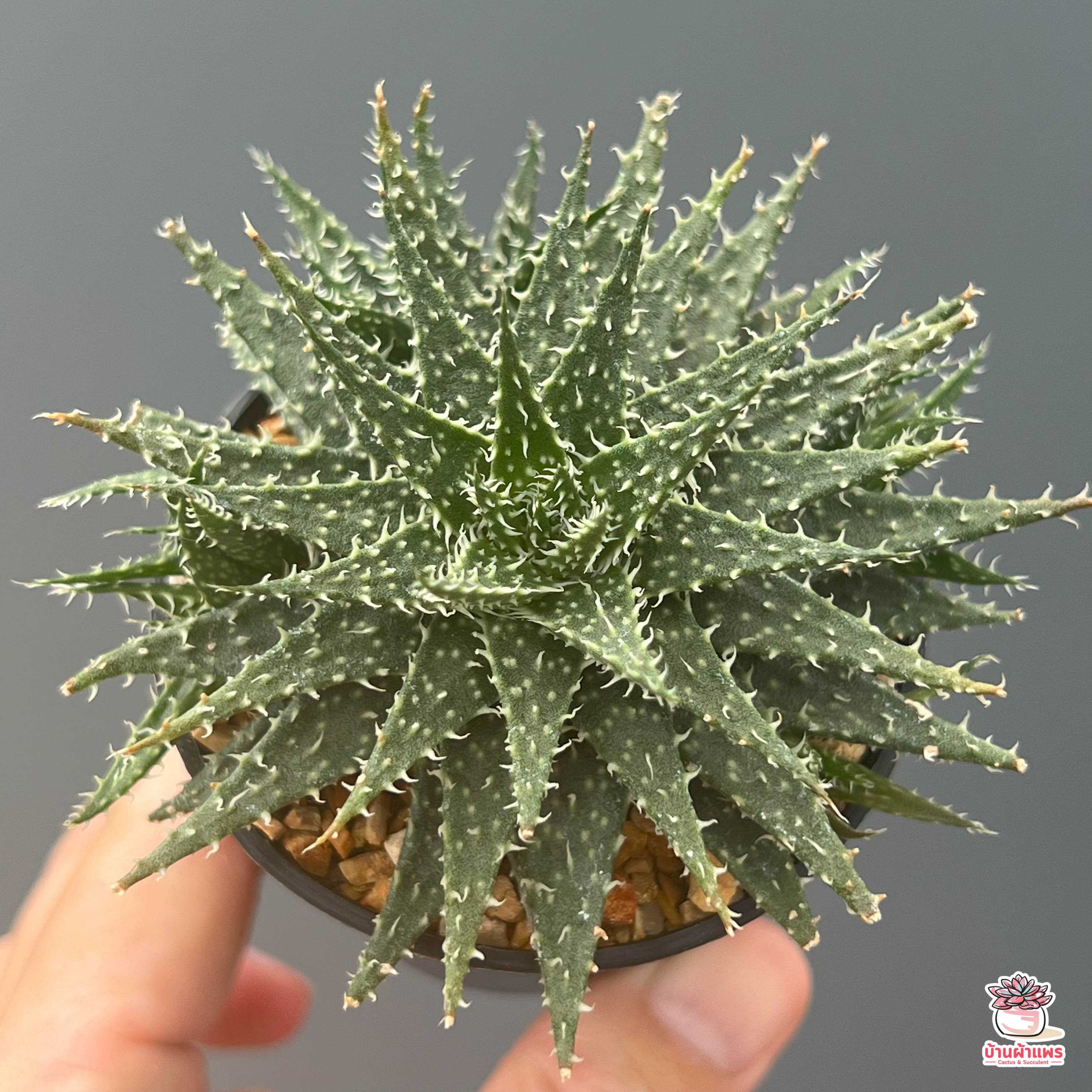 Aloe Minnie Belle ไม้อวบน้ำ กุหลาบหิน cactus&succulentหลากหลายสายพันธุ์