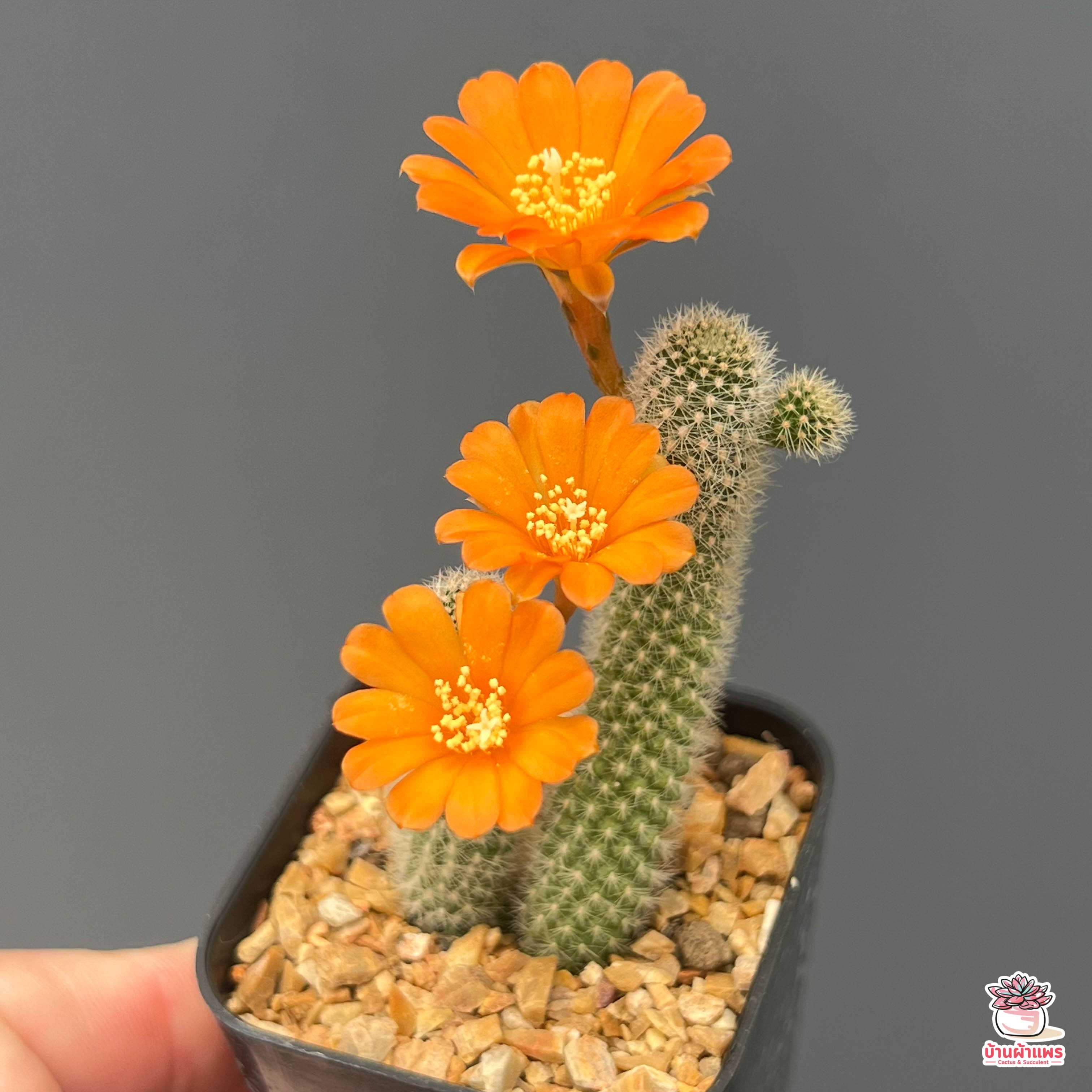 รีบูเทียเลื้อยดอกส้ม Rebutia Pulvinosa แคคตัส กระบองเพชร cactus&succulent