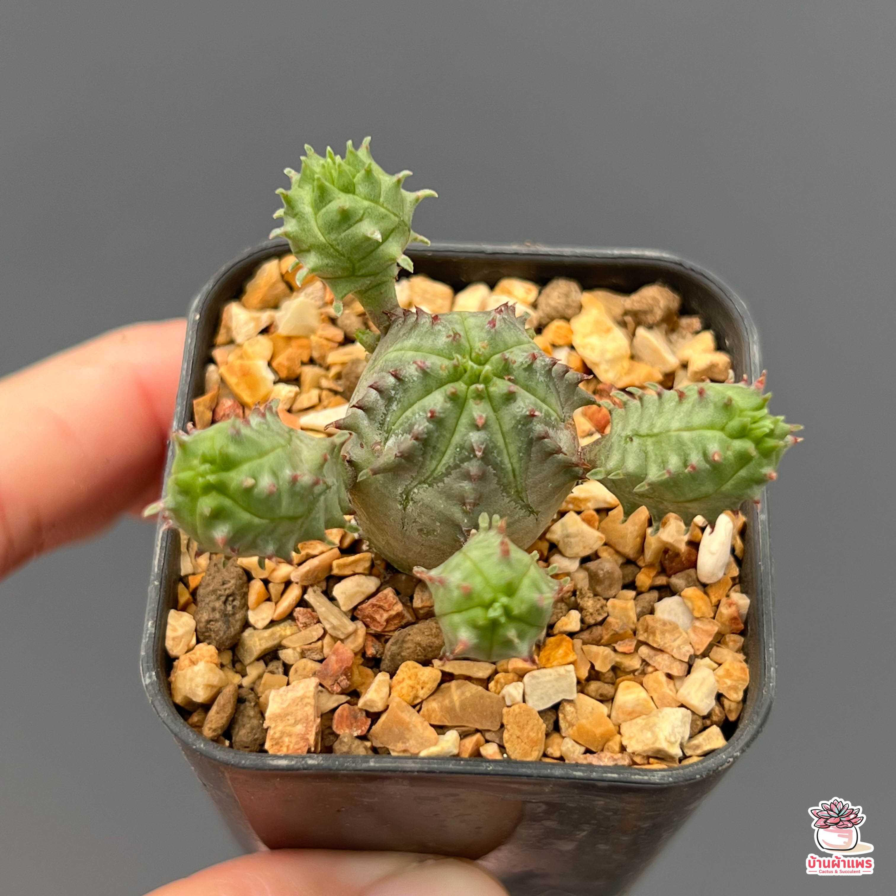 ยูโฟเบียนักกล้าม #ไซส์เล็ก Euphorbia Pseudo Globosa แคคตัส กระบองเพชร cactus&succulent