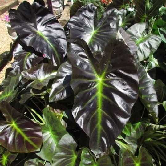 บอนน้ำ Colocasia Aloha